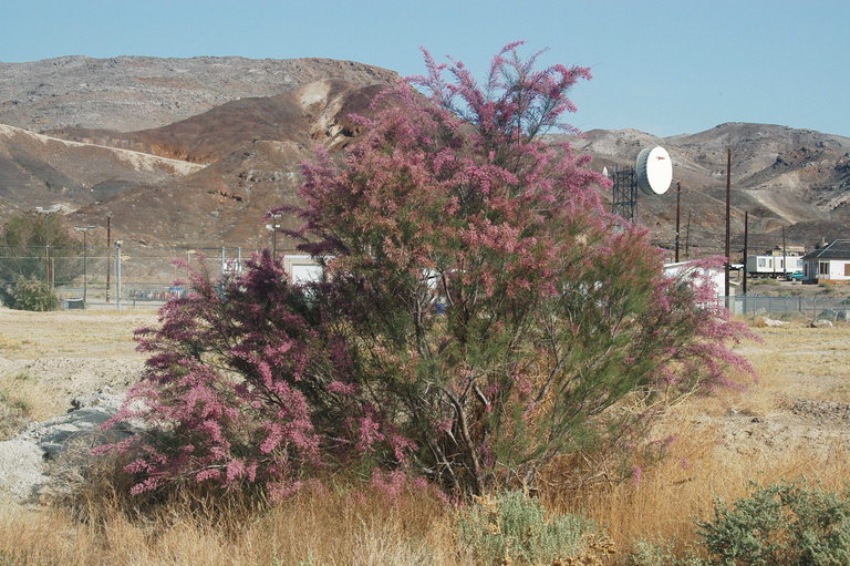 Image of tamarisk