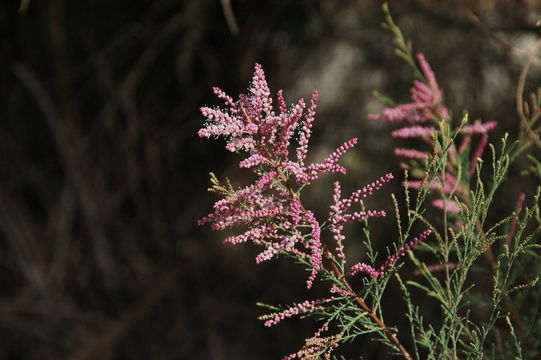 Image of tamarisk