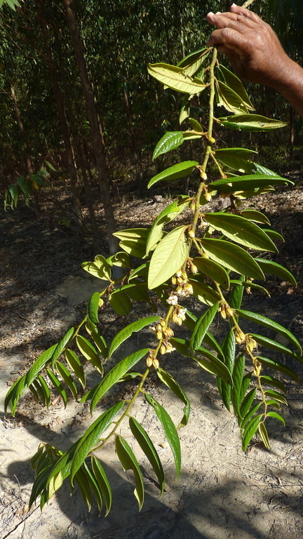 Diospyros gaultheriifolia Mart. ex Miq.的圖片