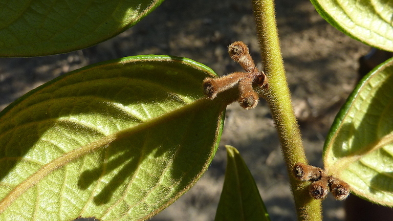 Diospyros gaultheriifolia Mart. ex Miq.的圖片