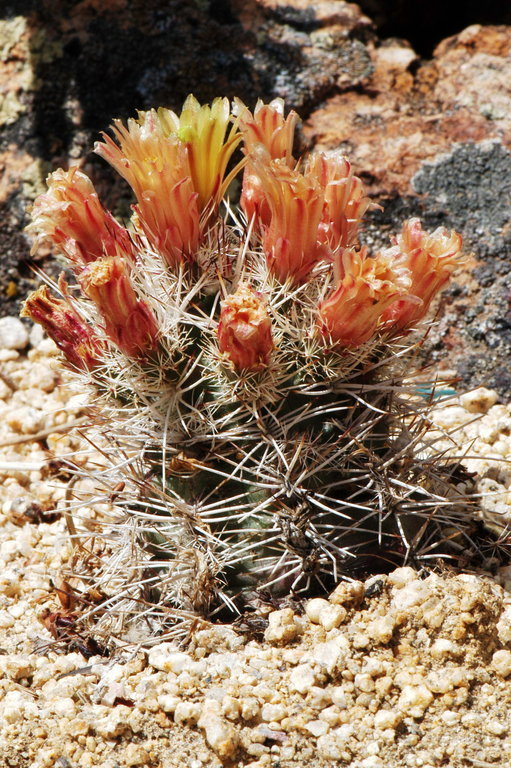 Plancia ëd Echinocereus davisii Houghton