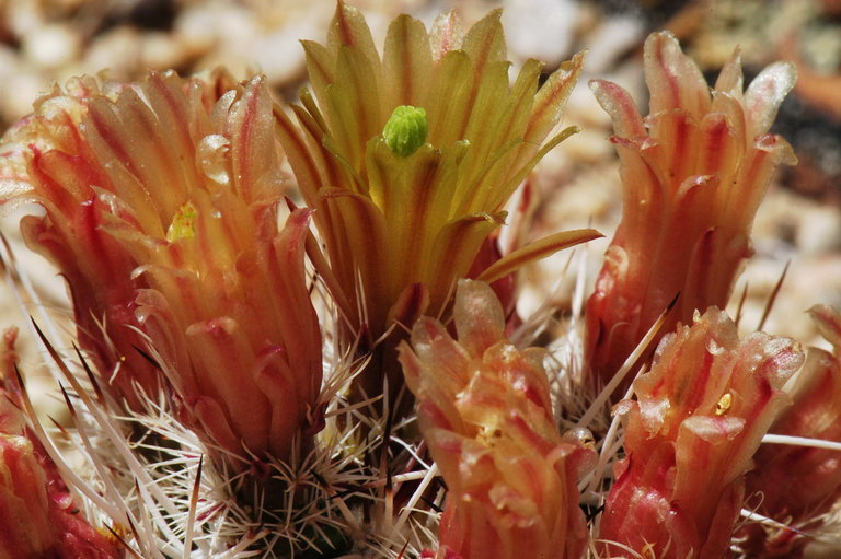 Plancia ëd Echinocereus davisii Houghton