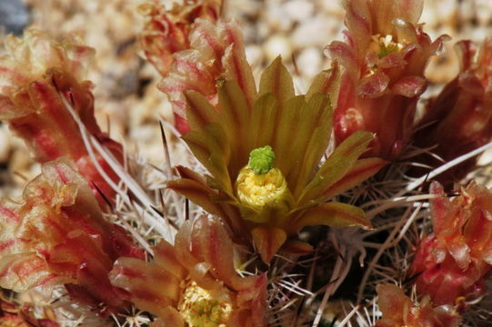 Image of Davis' green pitaya