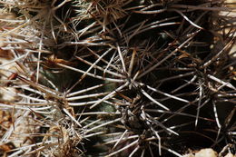 Image of Davis' green pitaya