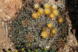 Image of Missouri Foxtail Cactus