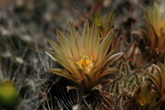 Image of Missouri Foxtail Cactus