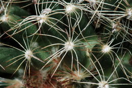 Image of Missouri Foxtail Cactus