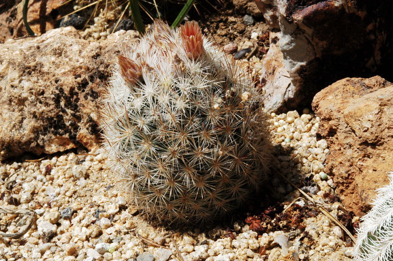 Image of <i>Escobaria orcuttii</i>