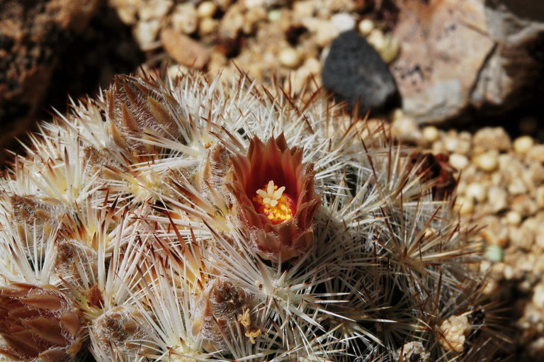 Image of <i>Escobaria orcuttii</i>