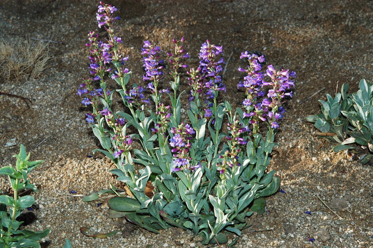 Image of fleshy beardtongue