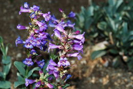 Image of fleshy beardtongue