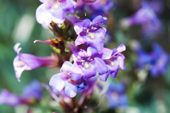 Слика од Penstemon carnosus Pennell apud E. H. Graham