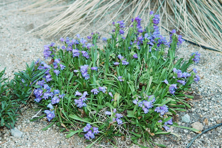 Plancia ëd Penstemon hallii A. Gray