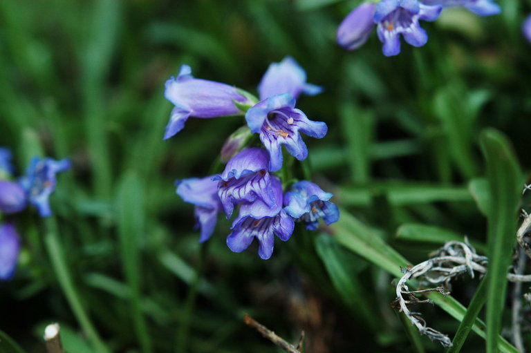 Plancia ëd Penstemon hallii A. Gray