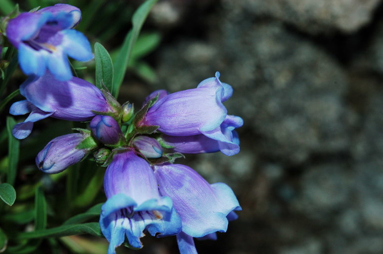 Plancia ëd Penstemon hallii A. Gray