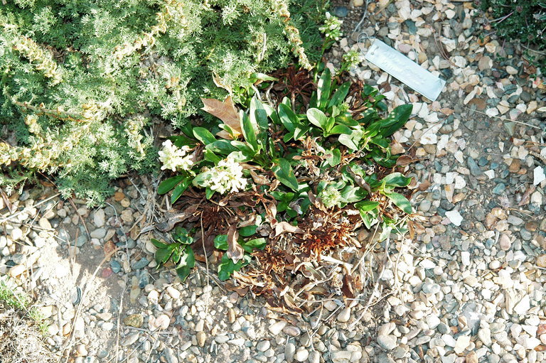 Image of littleflower penstemon