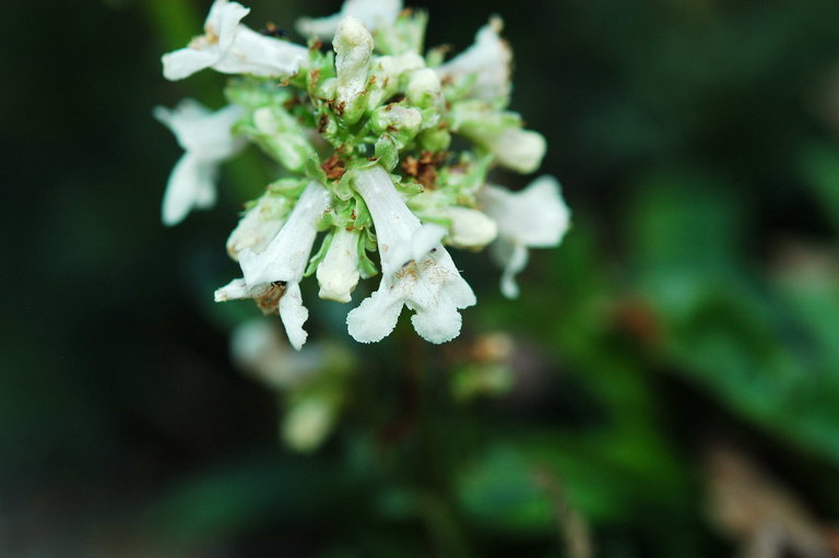 Image of littleflower penstemon