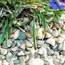 Image of Uinta Mountain beardtongue