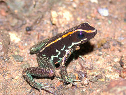 Image of Golfodulcean Poison Frog