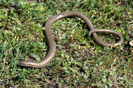 Image of Slow worm