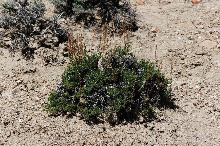 Image of pygmy sagebrush