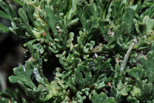 Image of pygmy sagebrush