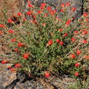 Image of wavyleaf Indian paintbrush