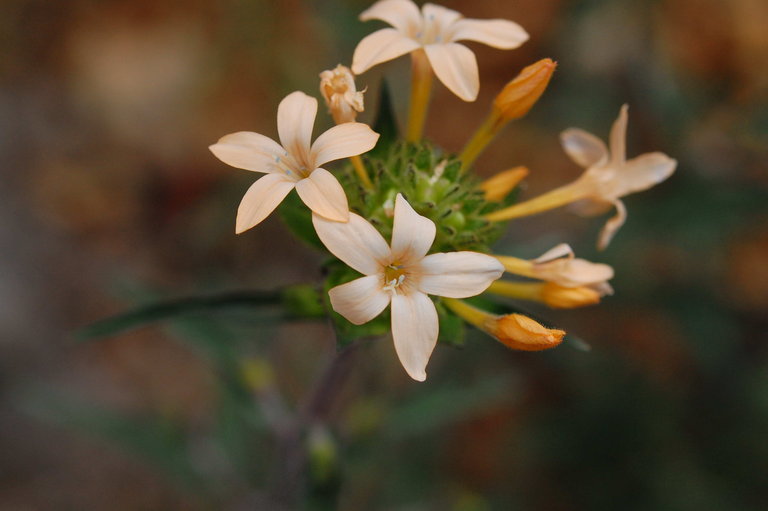 Image of grand collomia