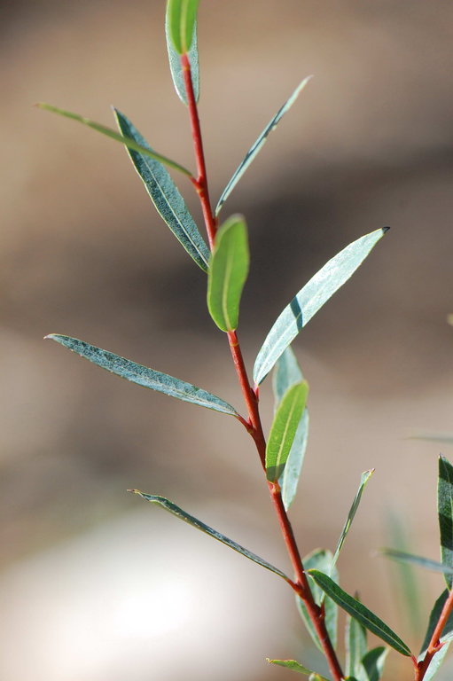 Image of purple willow