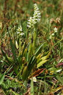 Image of hooded lady's tresses