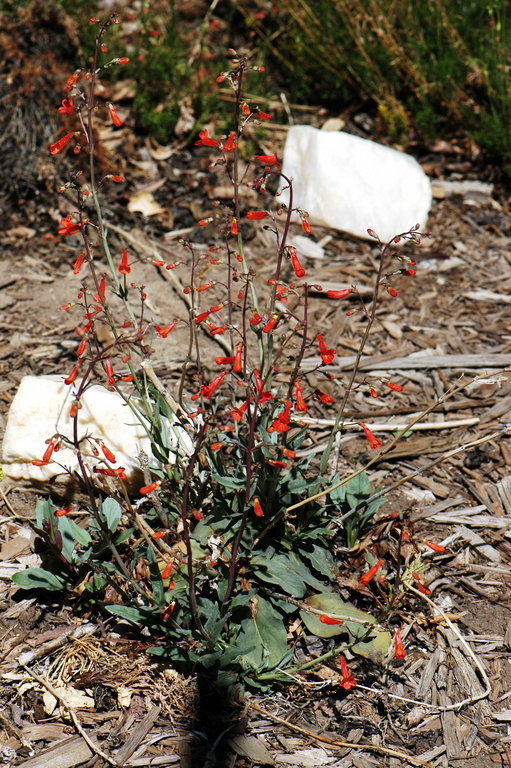 Слика од Penstemon alamosensis Pennell & Nisbet