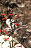 Слика од Penstemon alamosensis Pennell & Nisbet