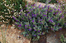 Image of California penstemon