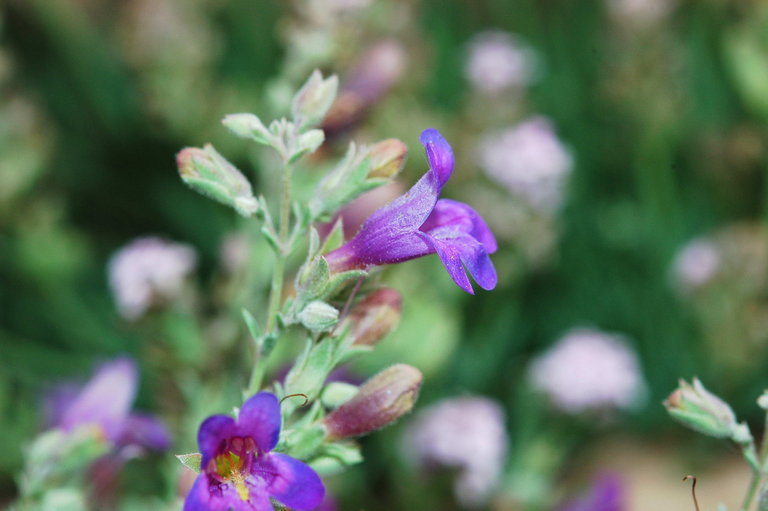 Image of California penstemon