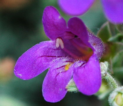 Image of California penstemon