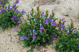 Imagem de Penstemon cyananthus Hook.