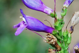 Image of Blue Penstemon