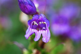 Image of Blue Penstemon