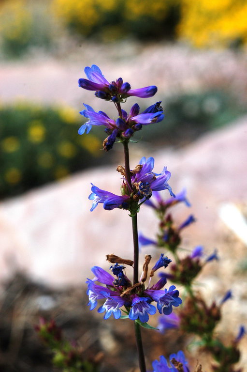 Image of glaucous beardtongue