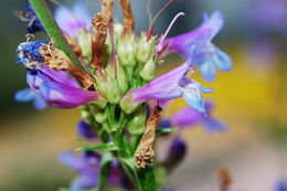 Image of glaucous beardtongue