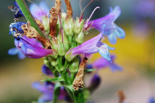 Image of glaucous beardtongue