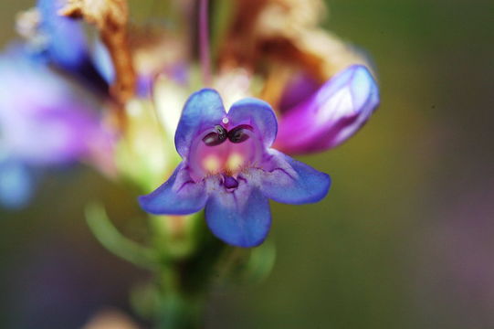 Image of glaucous beardtongue