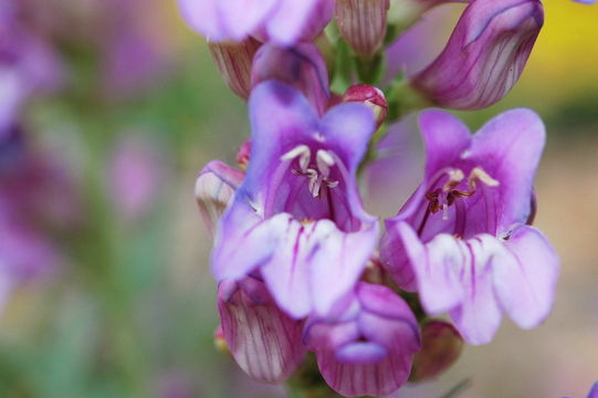 Image of southwestern beardtongue