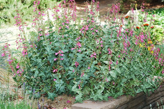 Image of desert penstemon