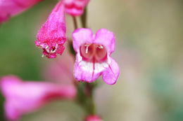 Image of desert penstemon