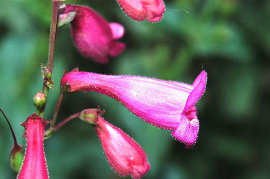 Image of desert penstemon