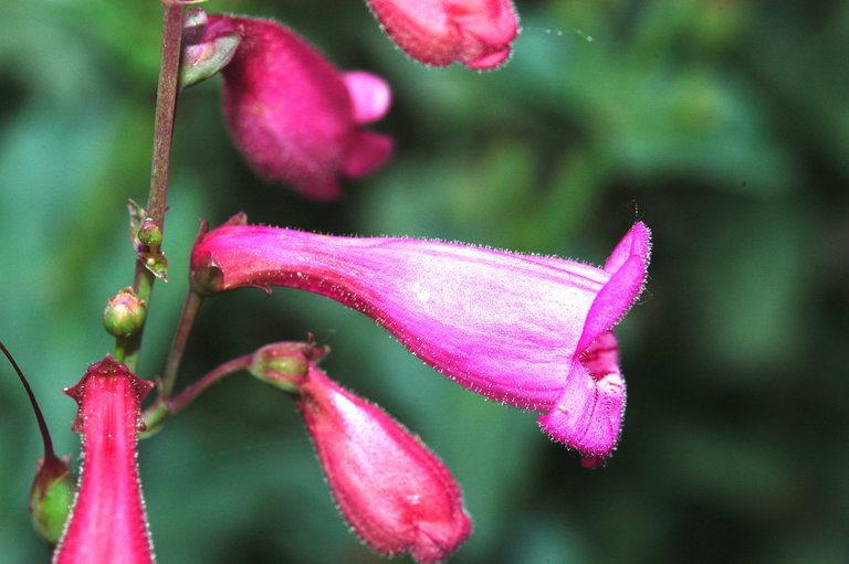 Image of desert penstemon