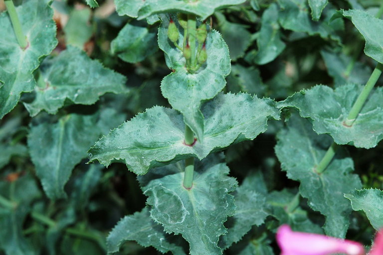 Image of desert penstemon