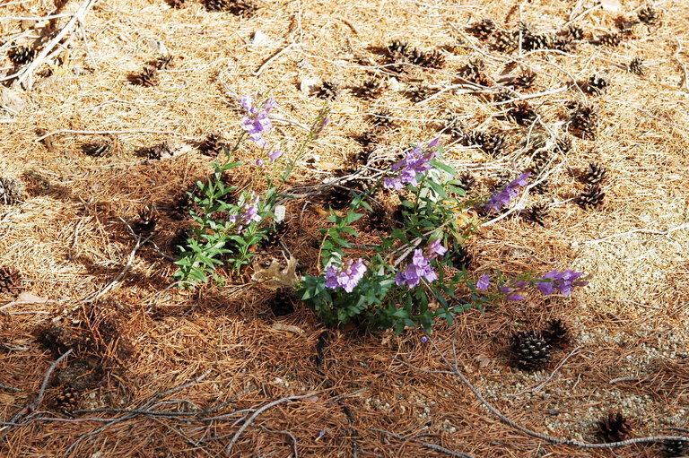 Sivun Penstemon venustus Dougl. kuva