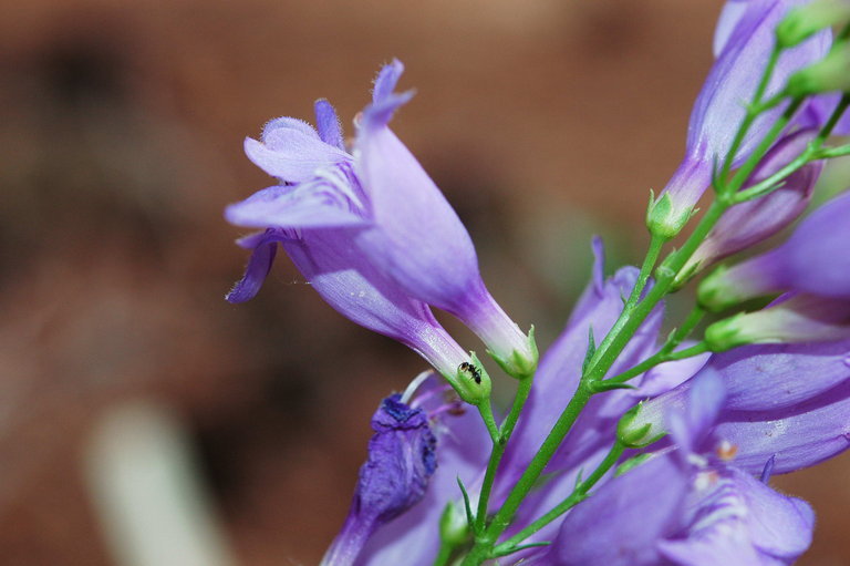 Sivun Penstemon venustus Dougl. kuva